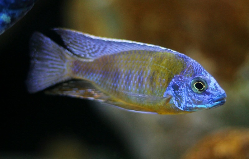 Protomelas sp. 'steveni imperial' Nkhata Bay